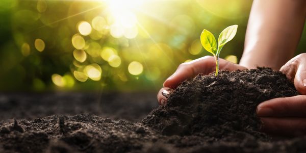 Hände, die Pflanze mit Erde versorgen